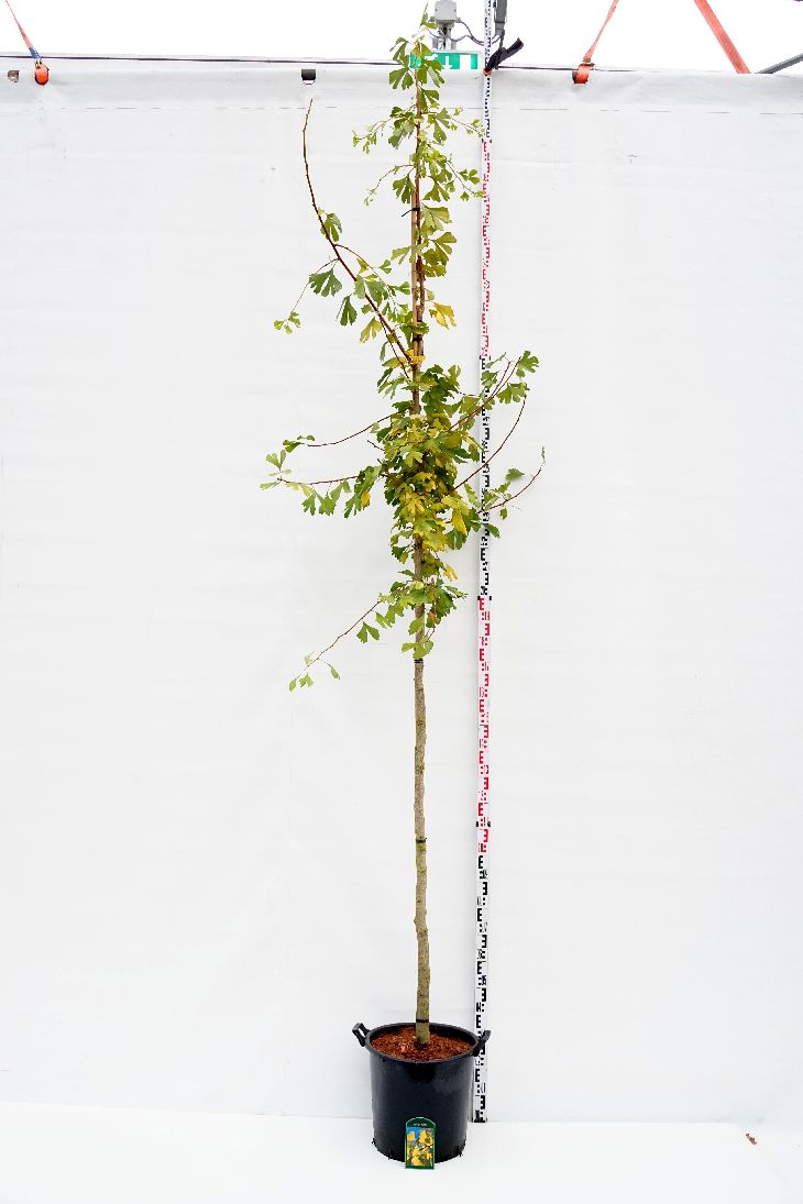 Ginkgo biloba - 10-12 CM STAND C35