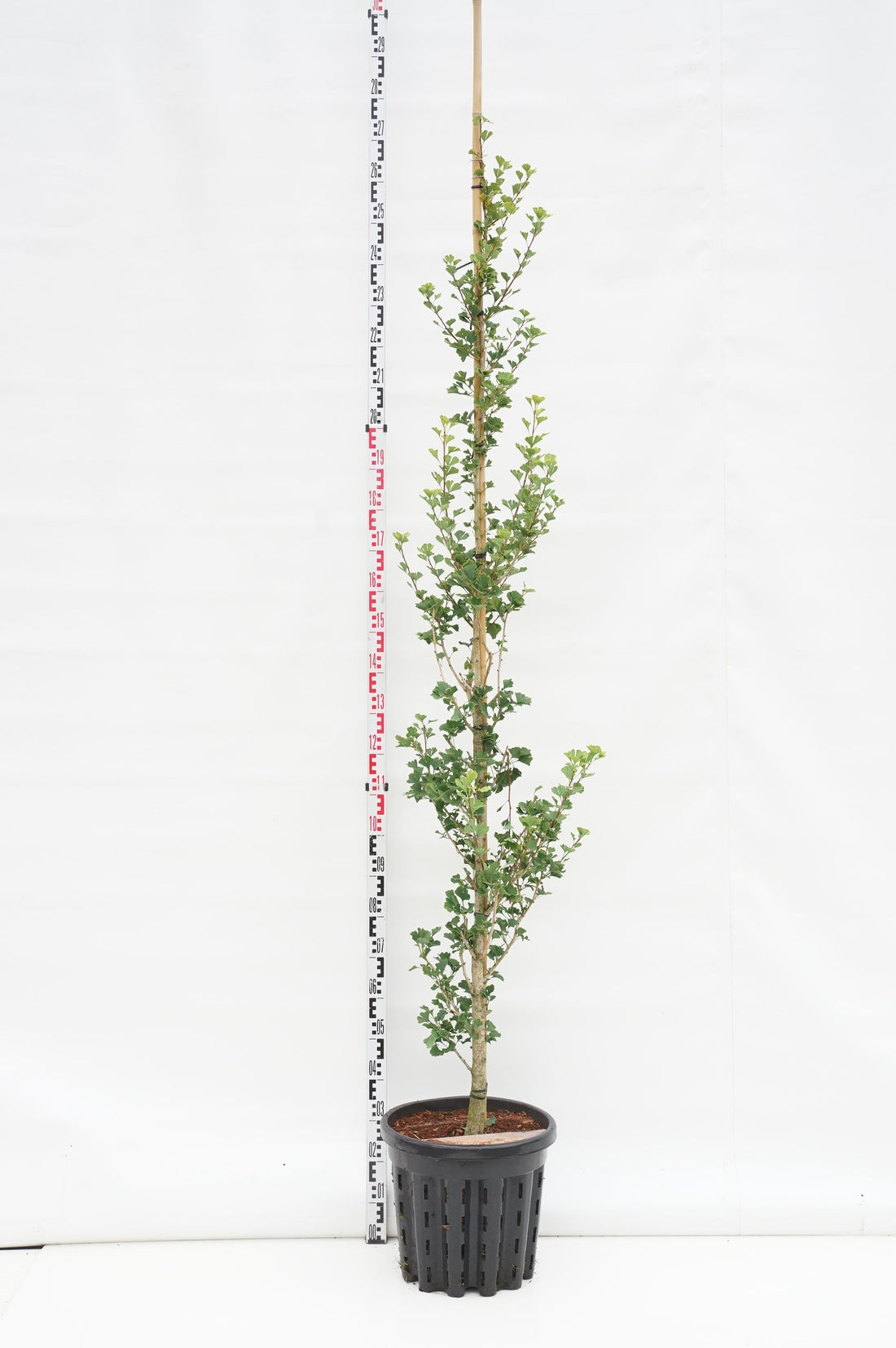 Ginkgo biloba &