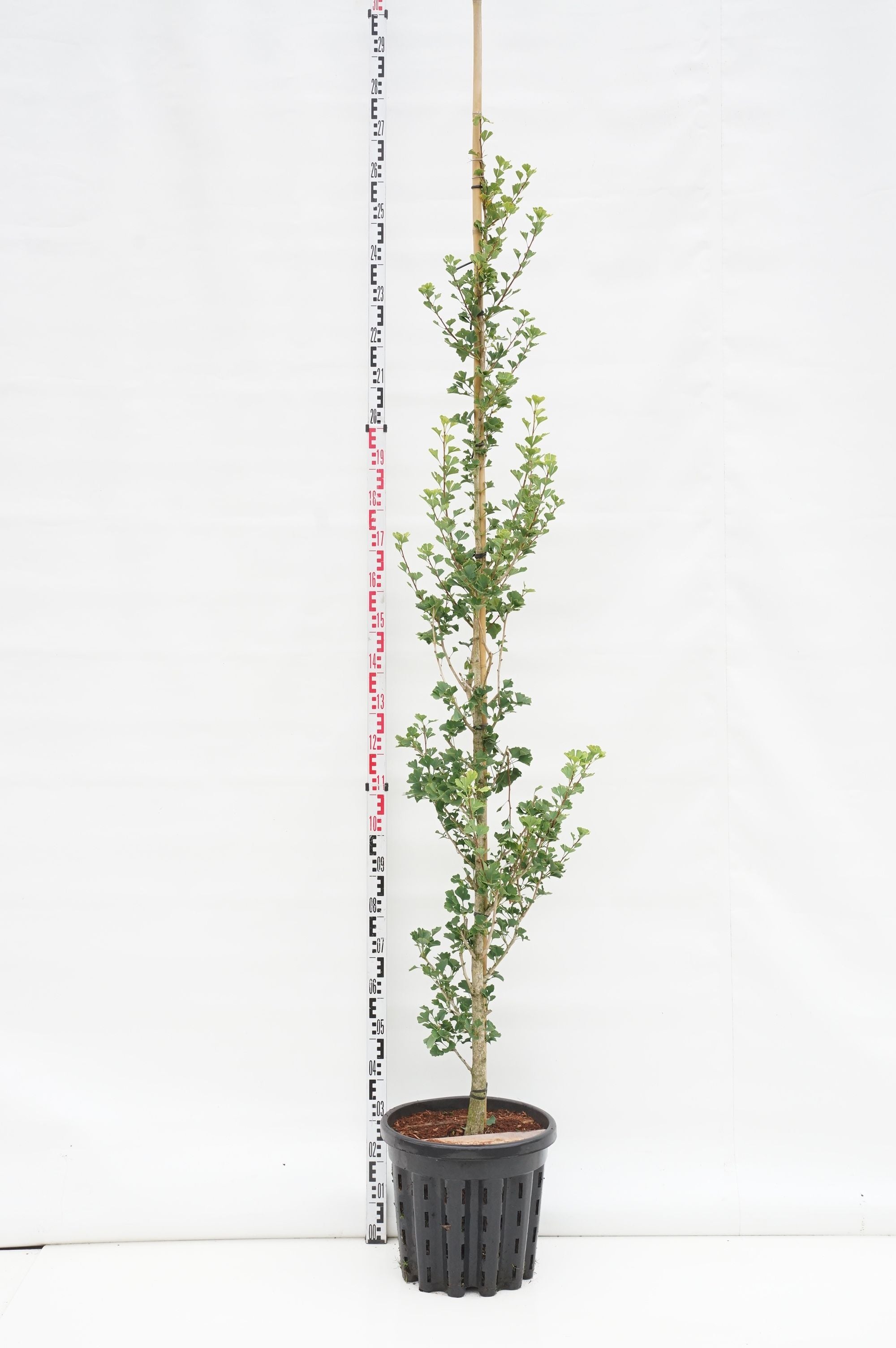 Ginkgo biloba &