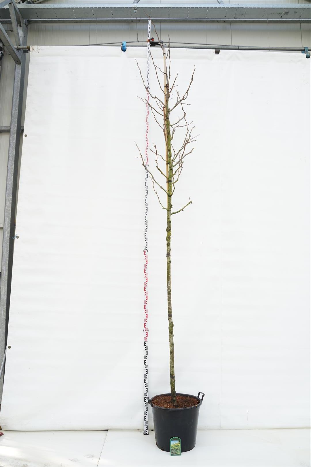 Gleditsia triac. &