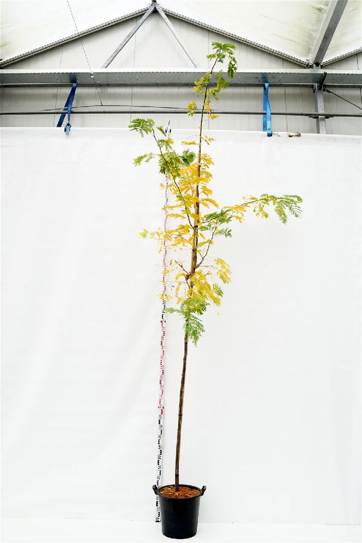 Gleditsia triac. &