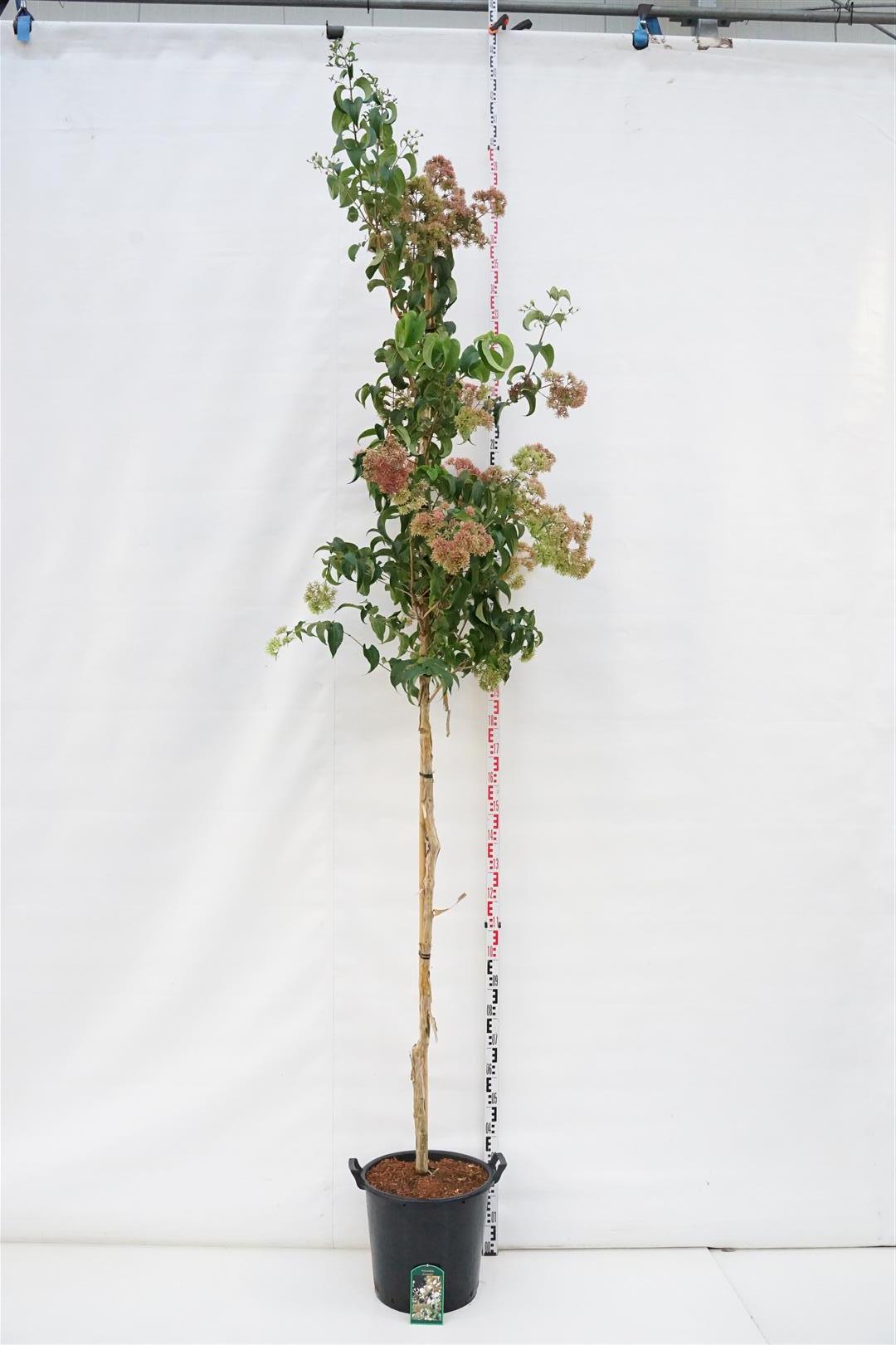 Höstsyren miconioides - 8-10CM STANDARD C35