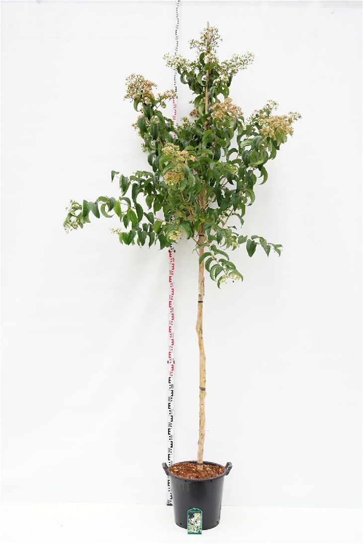 Höstsyren miconioides - 10-12 CM STAND C35