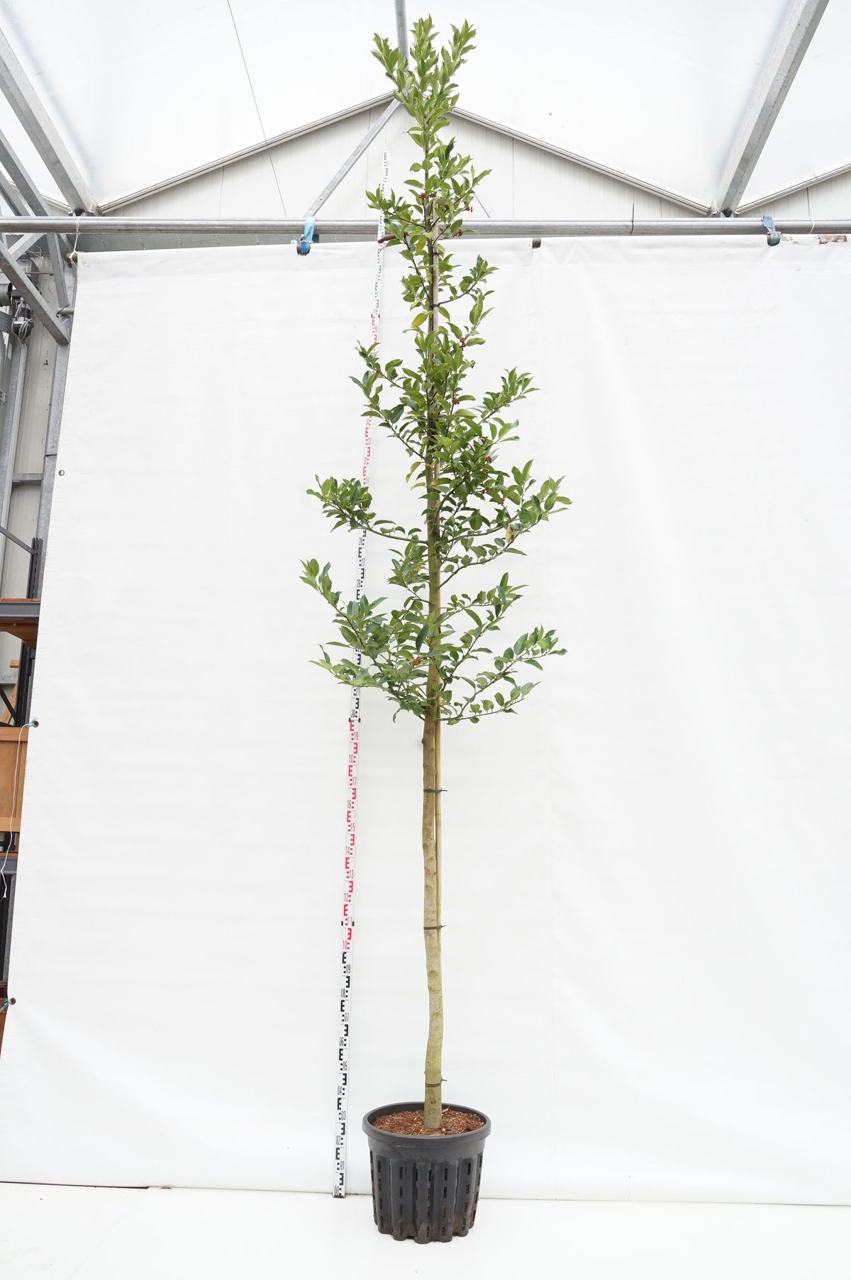 Ilex koehneana &