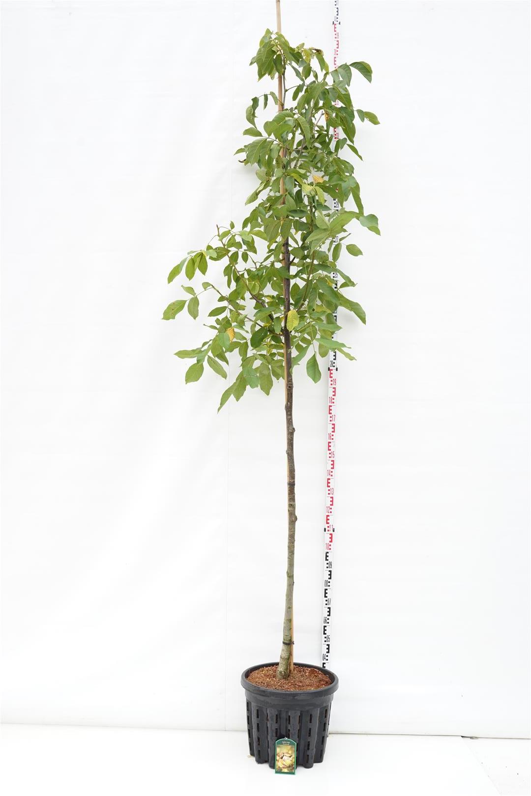 Juglans regia &