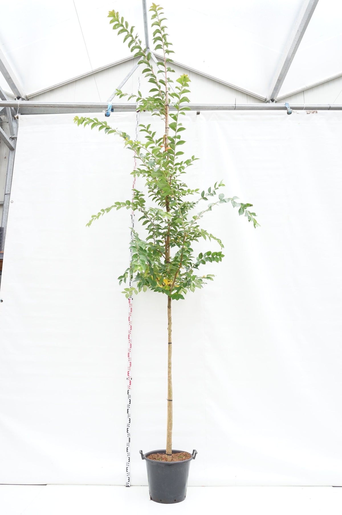 Lagerstroemia i. &