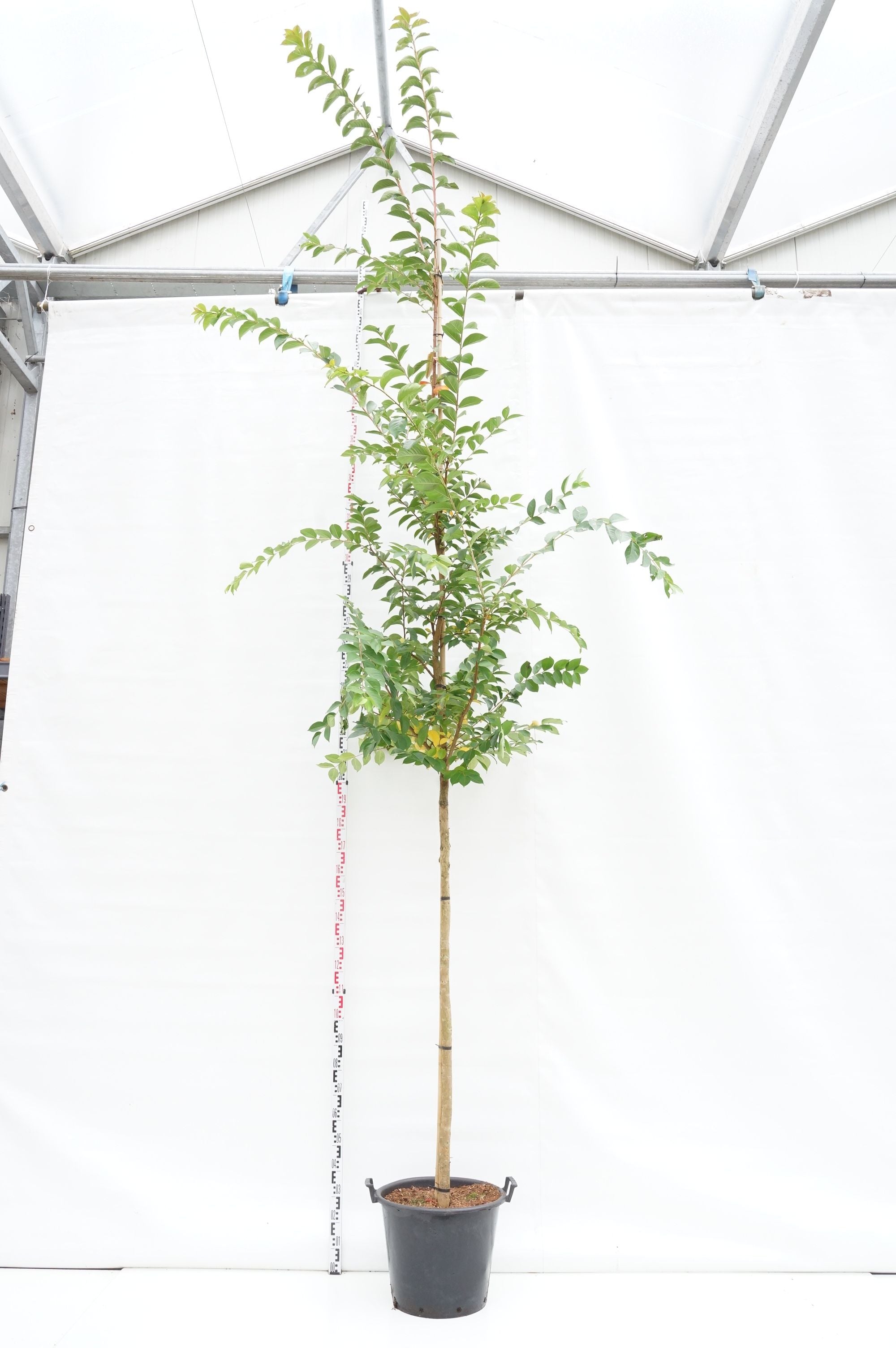 Lagerstroemia i. &