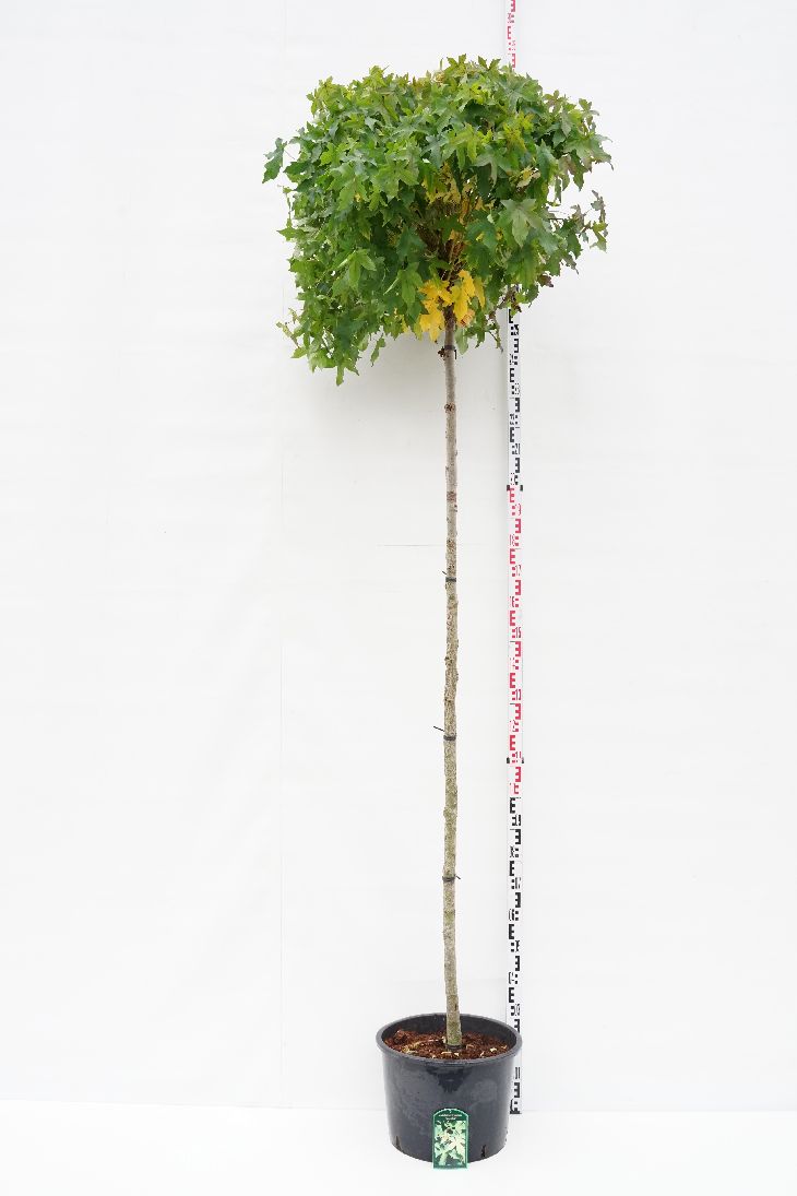 Liquidambar styraciflua &