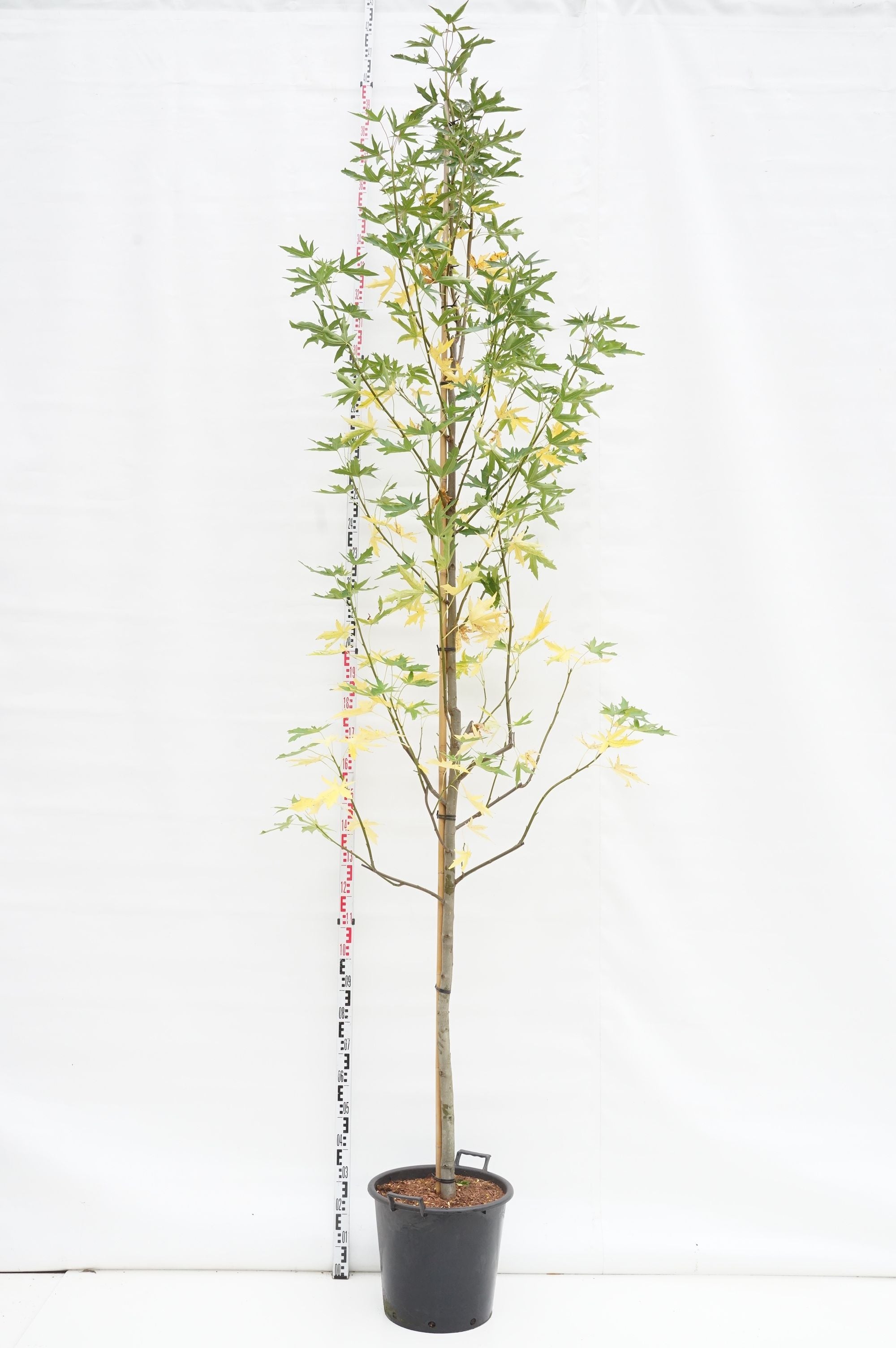 Liquidambar st. &