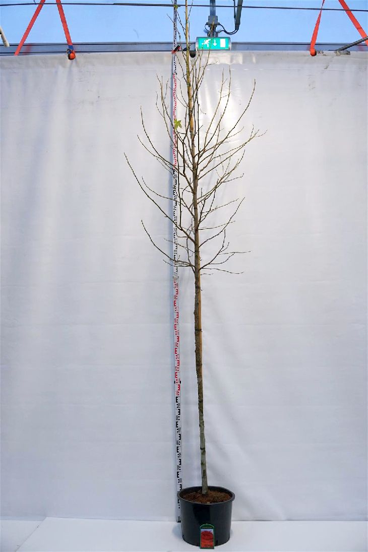 Amerikansk ambra styraciflua - 10-12 CM STAND C35