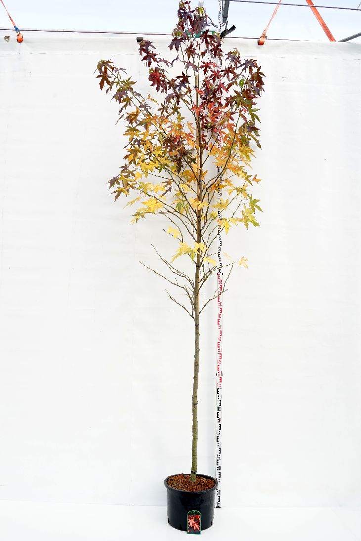 Liquidambar styraciflua &