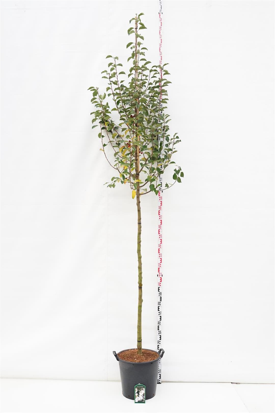 Malus &