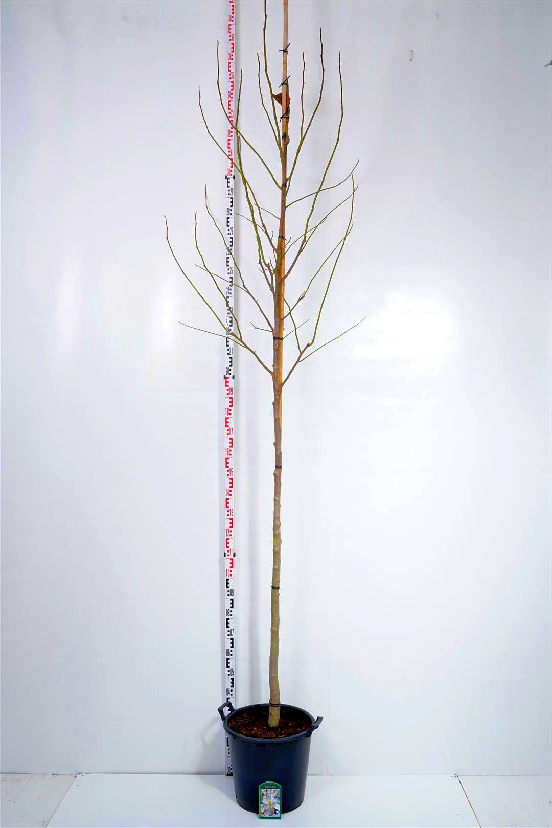 Magnolia kobus - 10-12 CM STAND C35