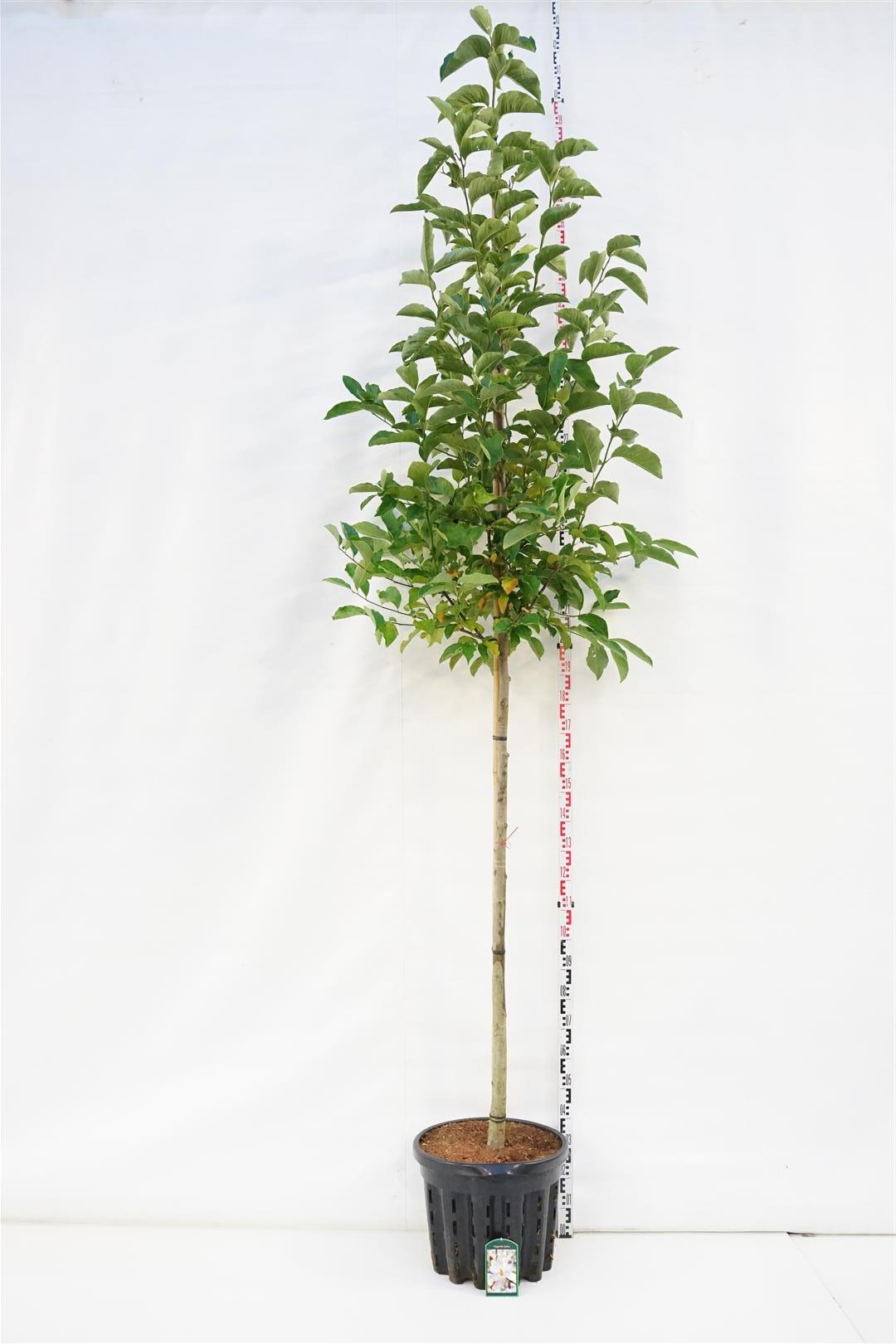 Magnolia kobus - 10-12 CM STAND C50