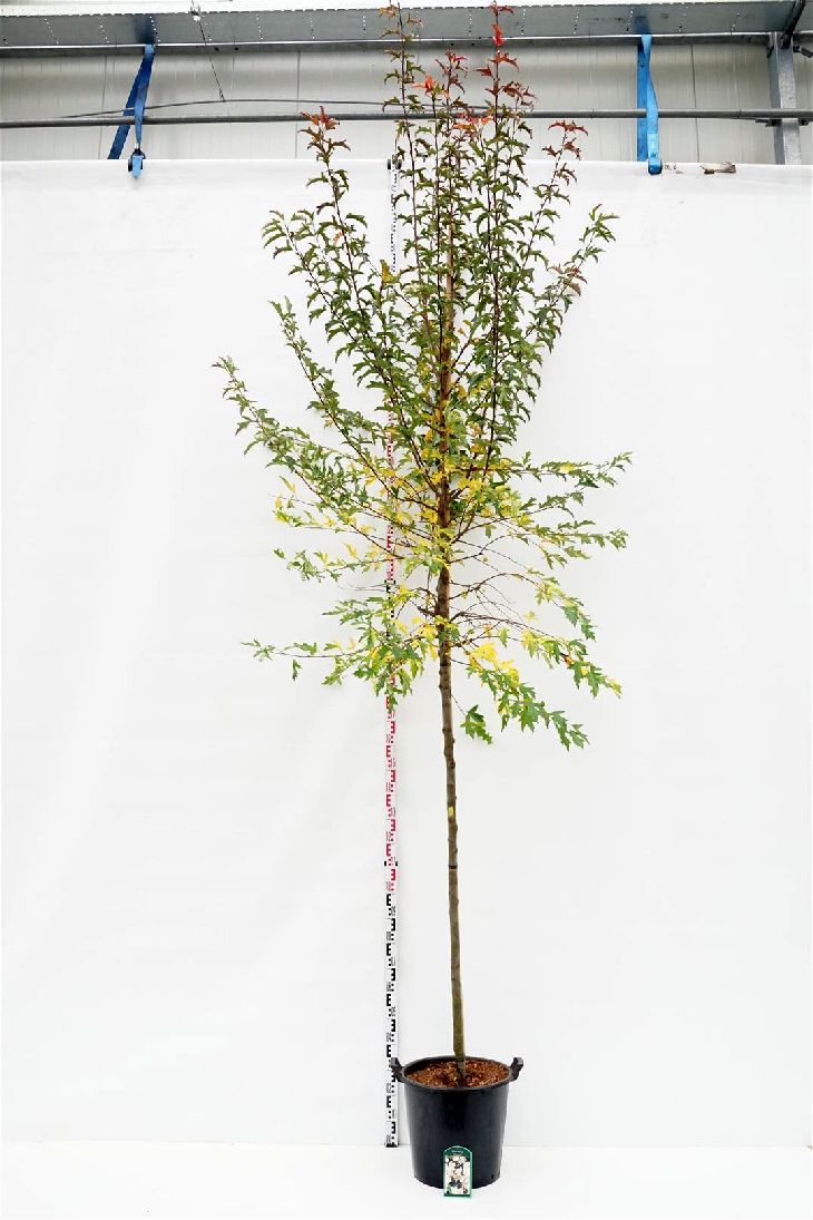 Malus toringo &