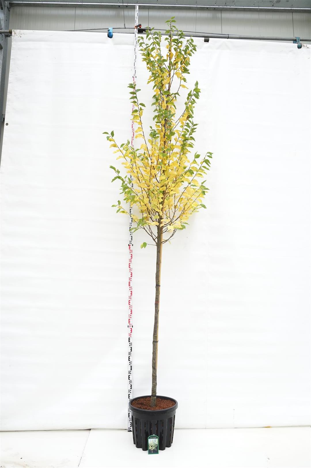 Humlebok carpinifolia - 10-12 CM STAND C50