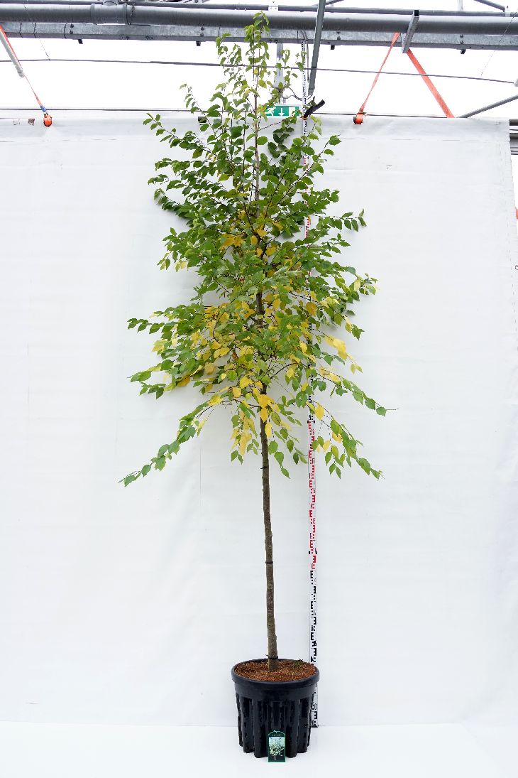 Ostrya carpinifolia 175-200 cm rotklump