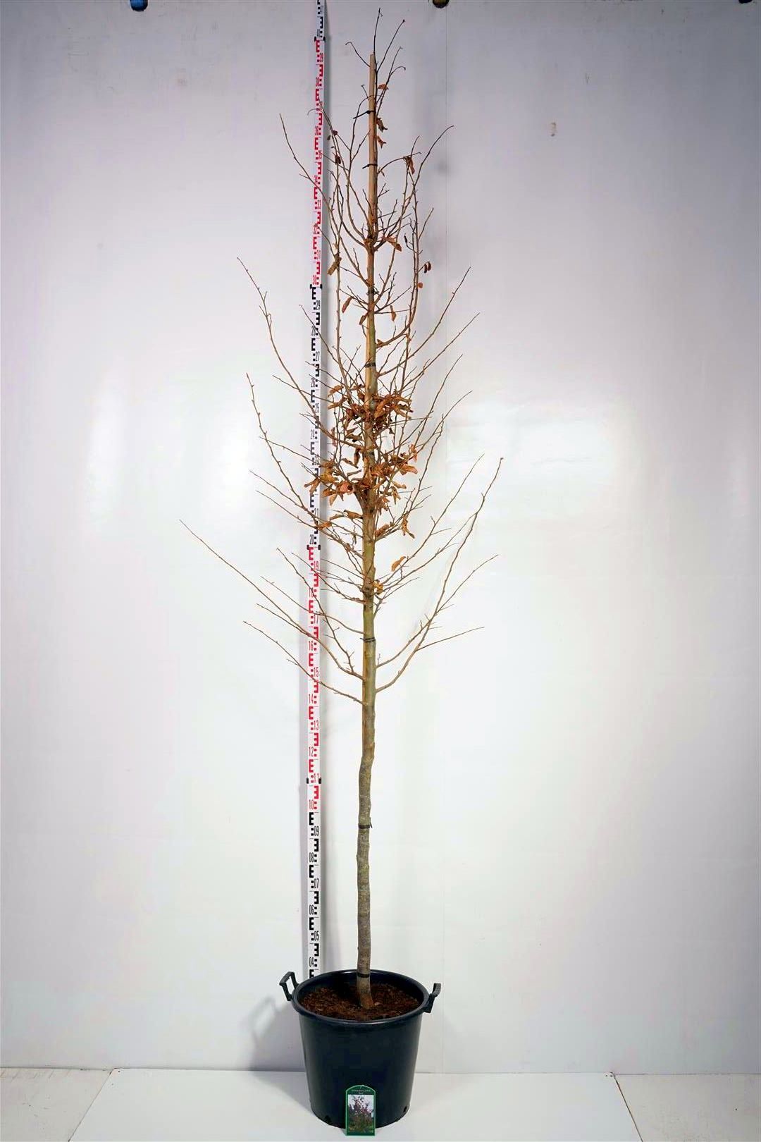 Parrotia persica &
