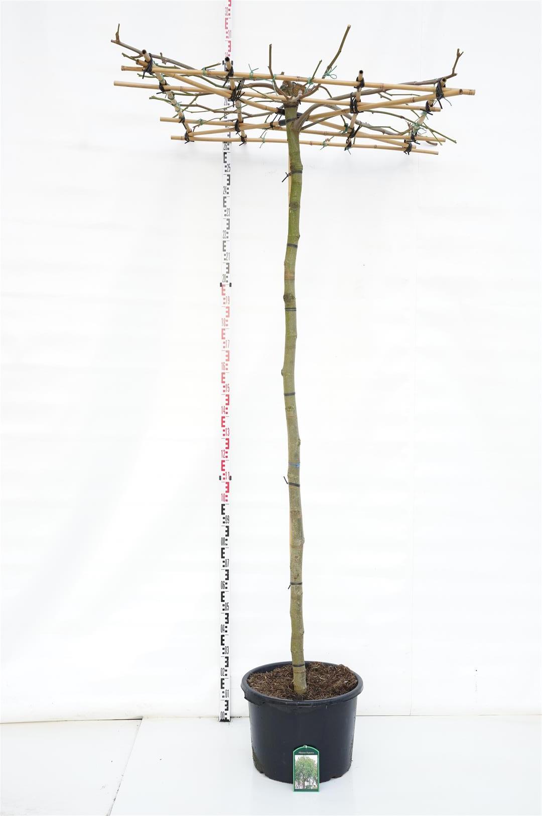 Platan hispanica (roof) - 225 ST 14-16 CM C50
