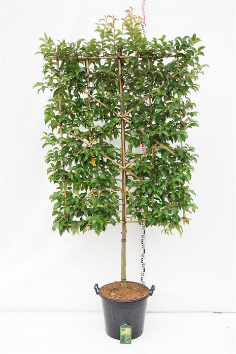 Prunus lus. 'Tico'® (espalier)