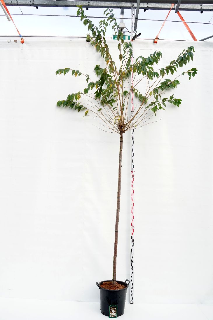 Prunus subh. &