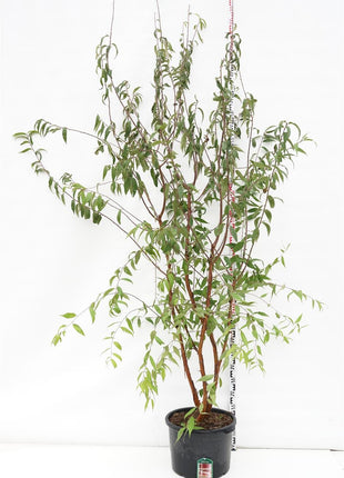 Prunus serrula