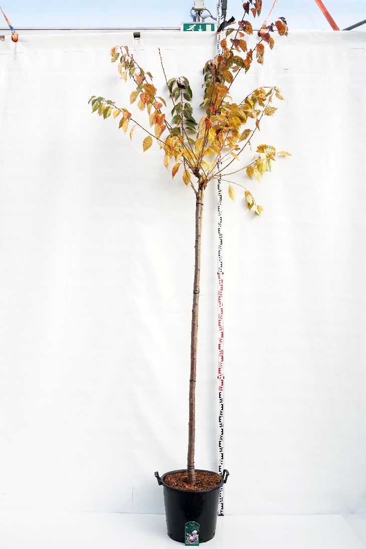 Japanskt körsbär Prunus serr. &