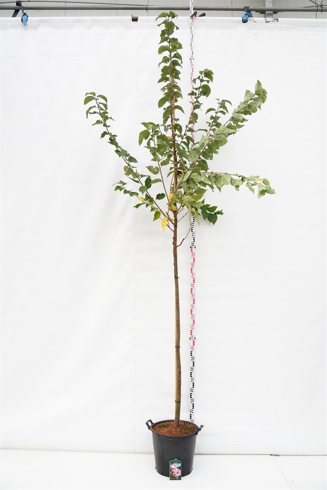 Prunus sargentii &