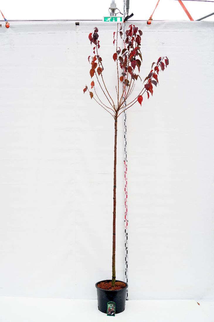 Prunus serr. &
