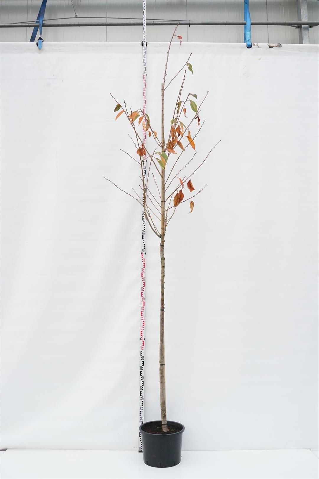 Prunus serr. &