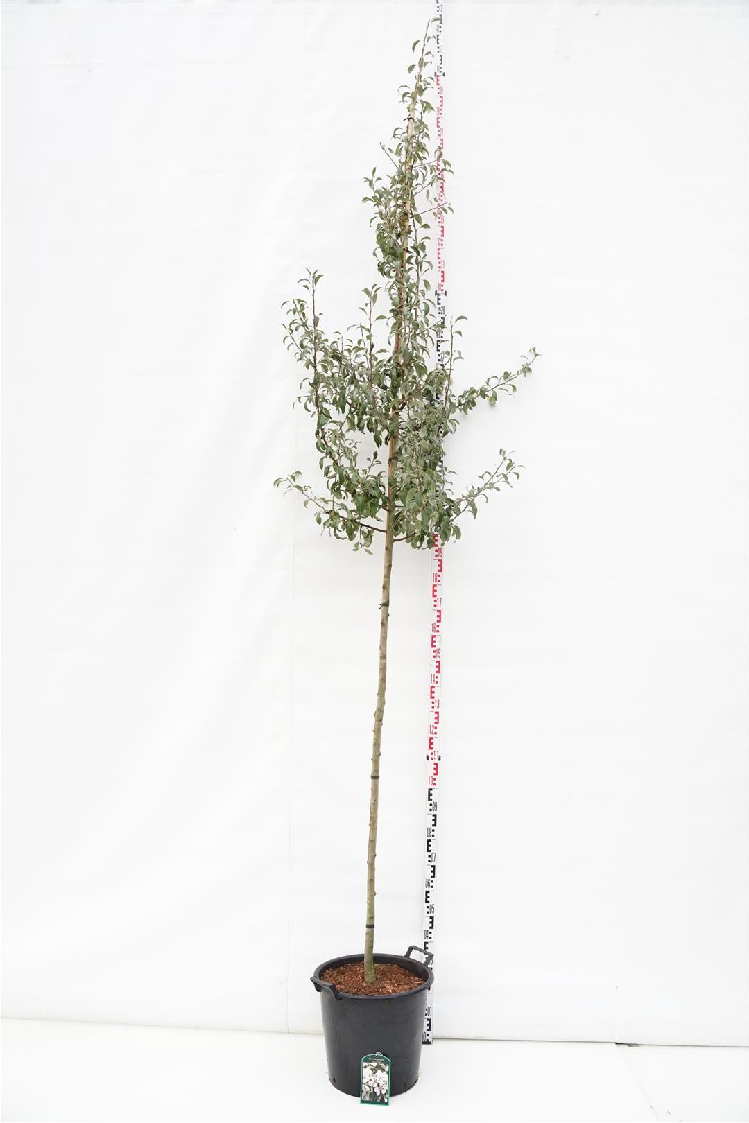 Pyrus elaeagnifolia &