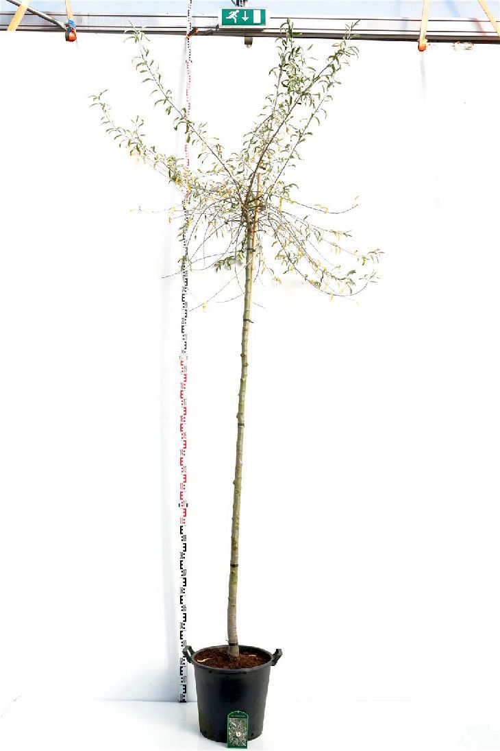Pyrus salicifolia &