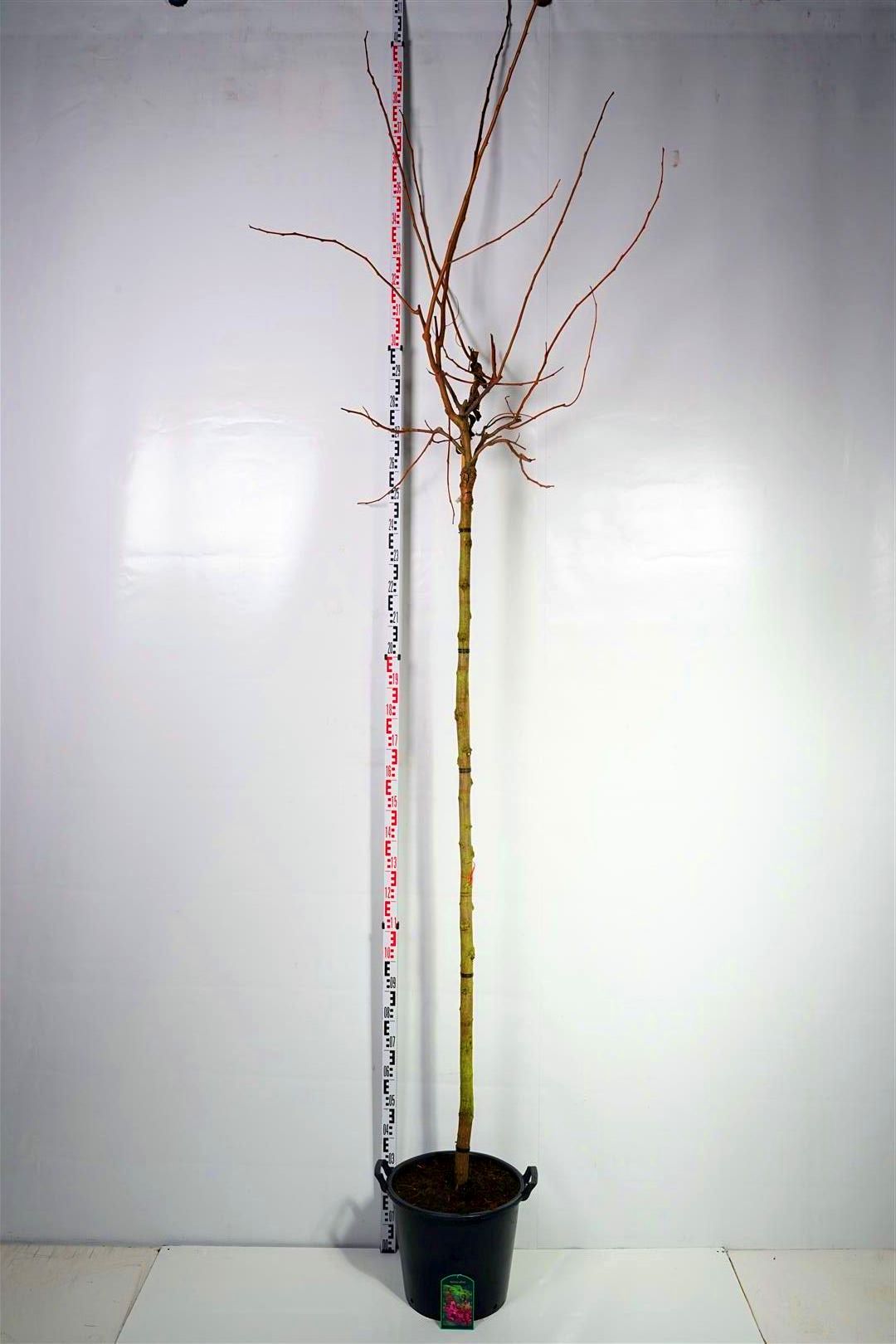 Robinia elliottii Stam 225 cm 12-14 cm C35 (35 liters kruka)