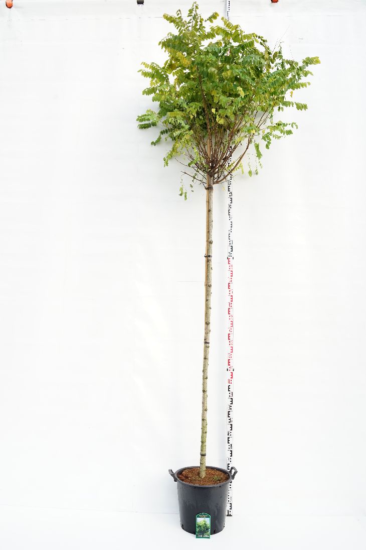 Robinia ps. &