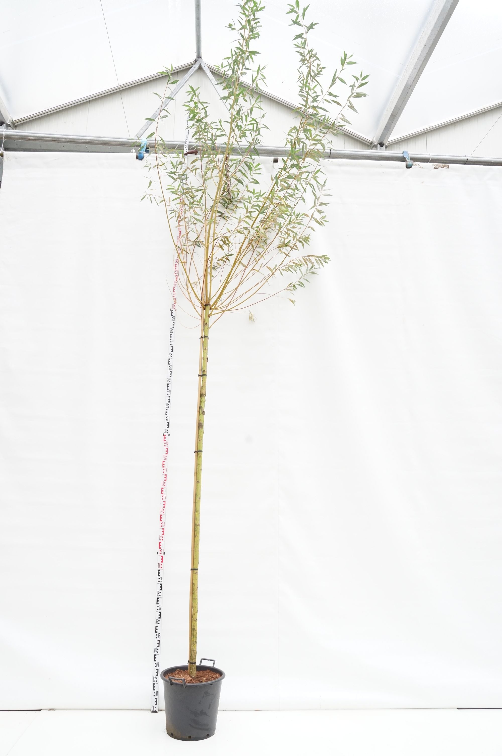 Salix alba &