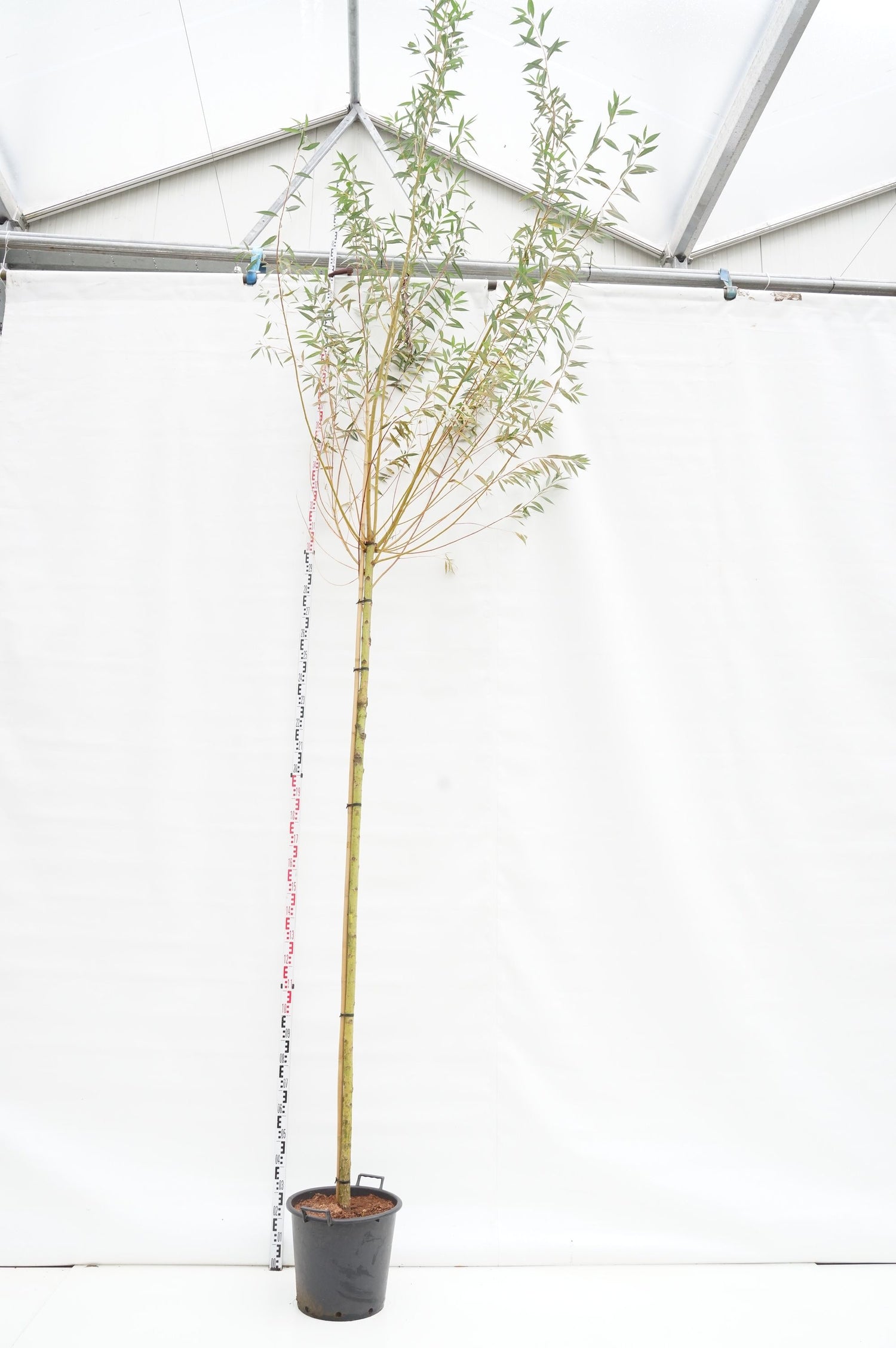 Salix alba &