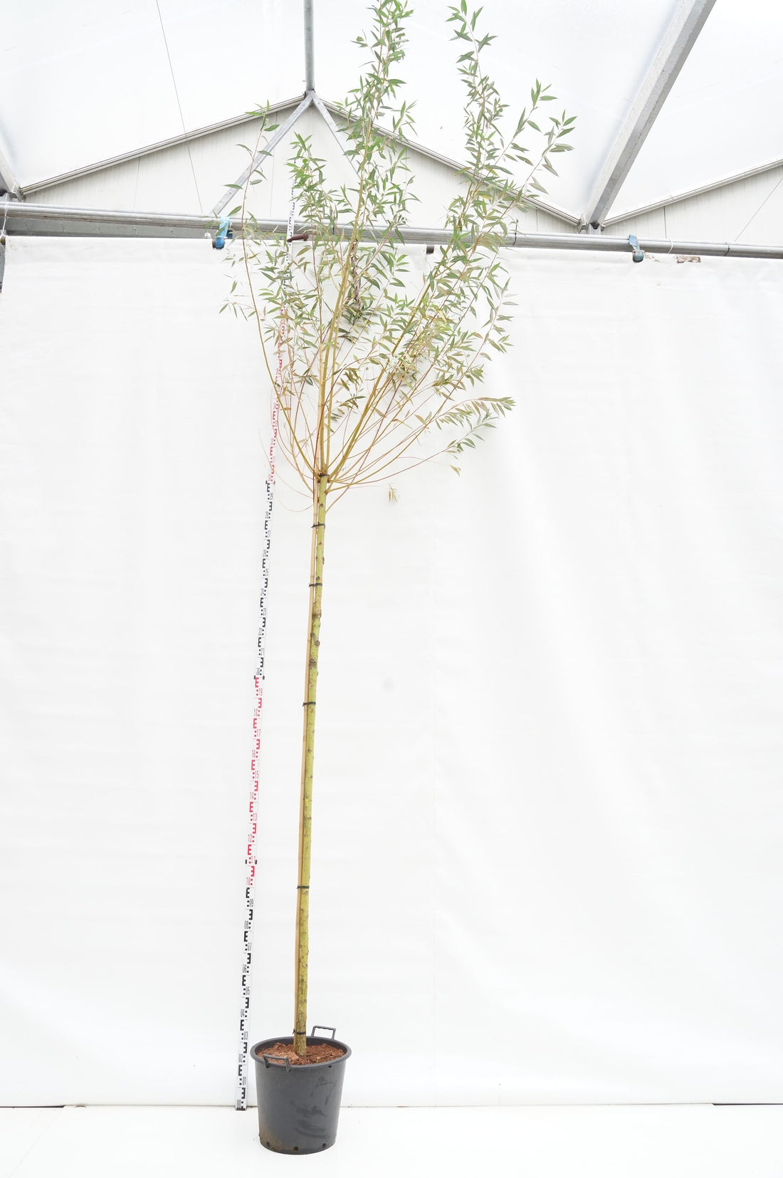 Salix alba &