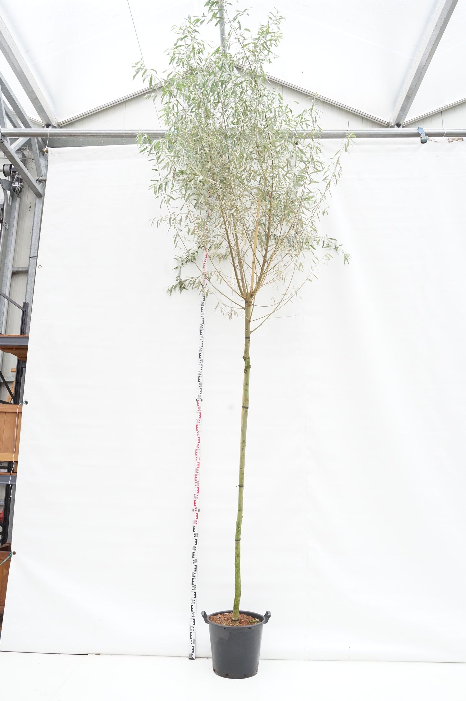 Salix alba &