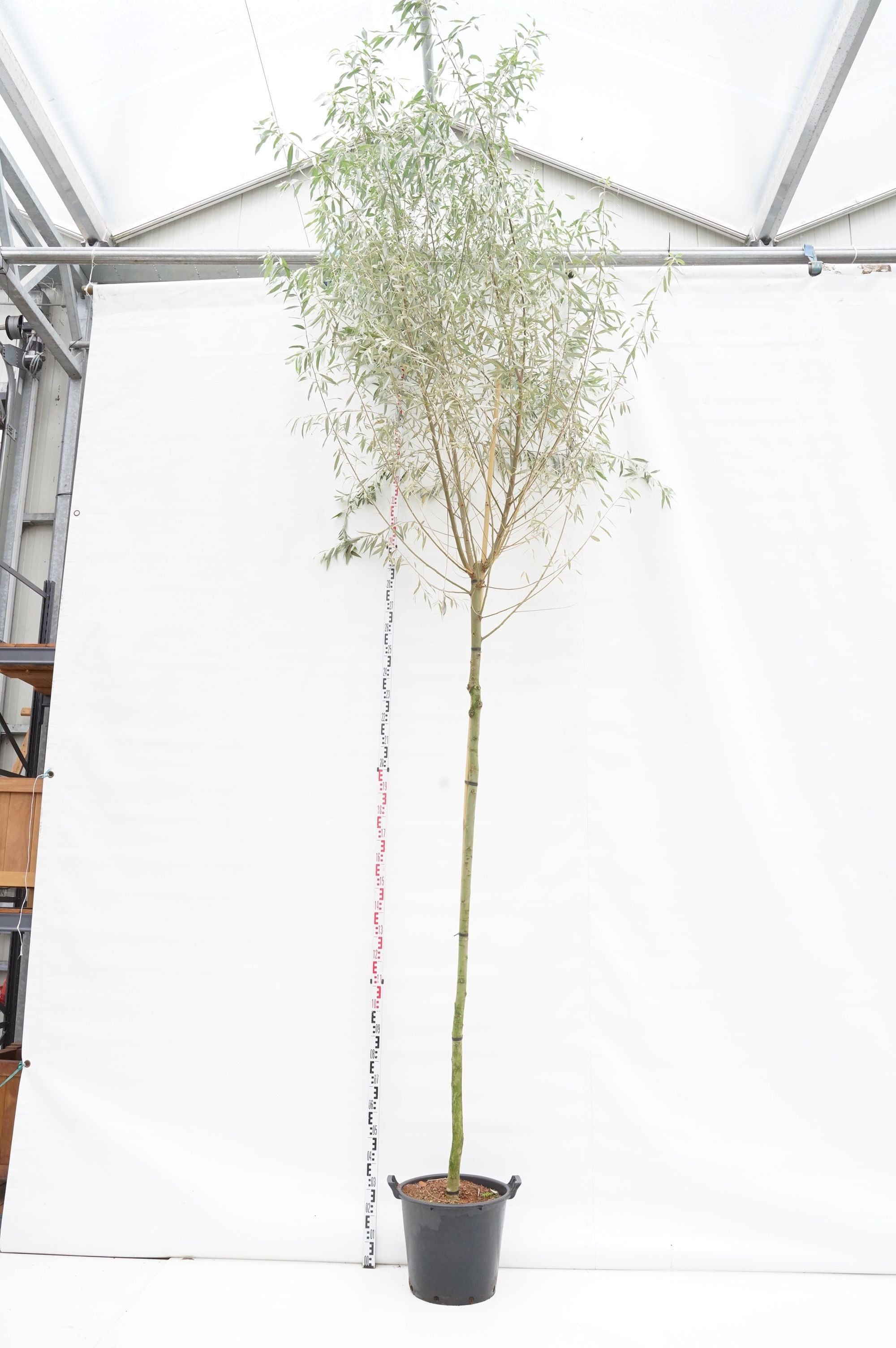 Salix alba &
