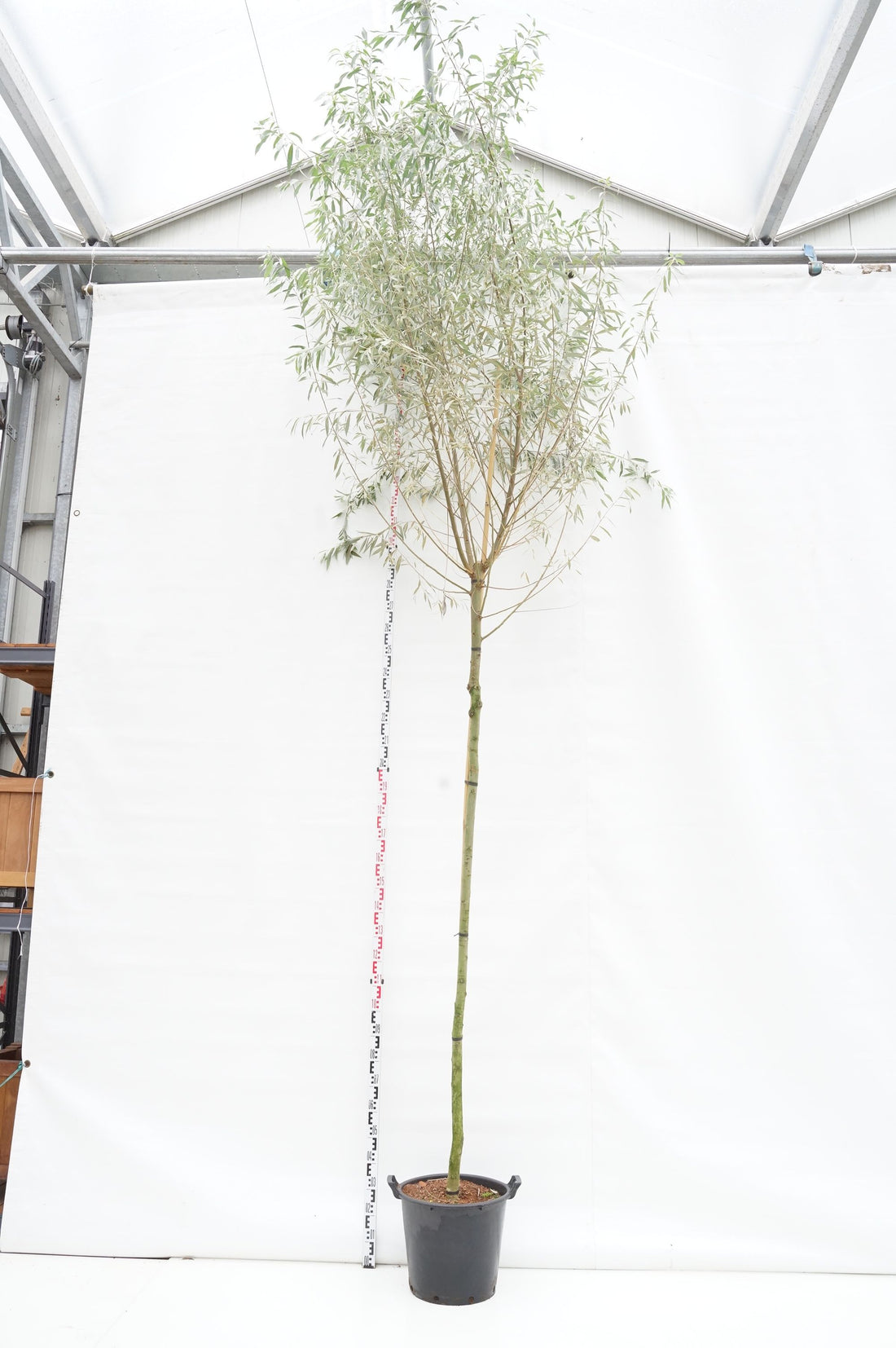 Salix alba &