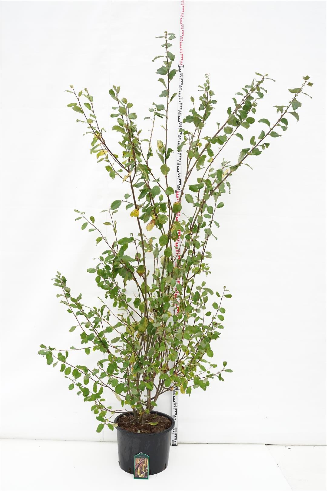 Salix caprea stamträd 6-8 cm C35 (35 liters kruka)