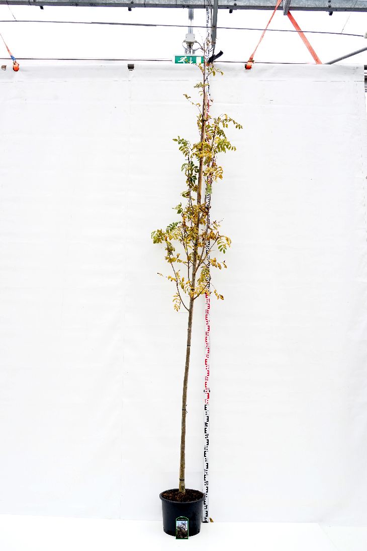 Rönn aucuparia edulis - 10-12 CM STAND C35