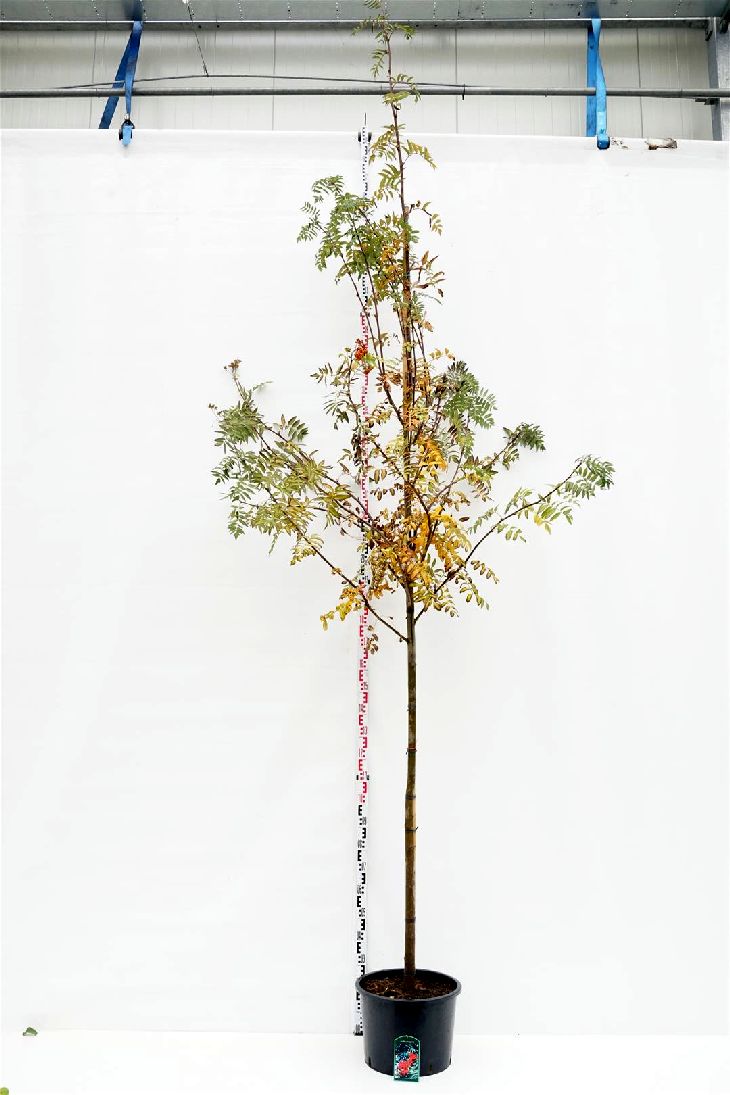 Rönn aucuparia - 10-12 CM STAND C35