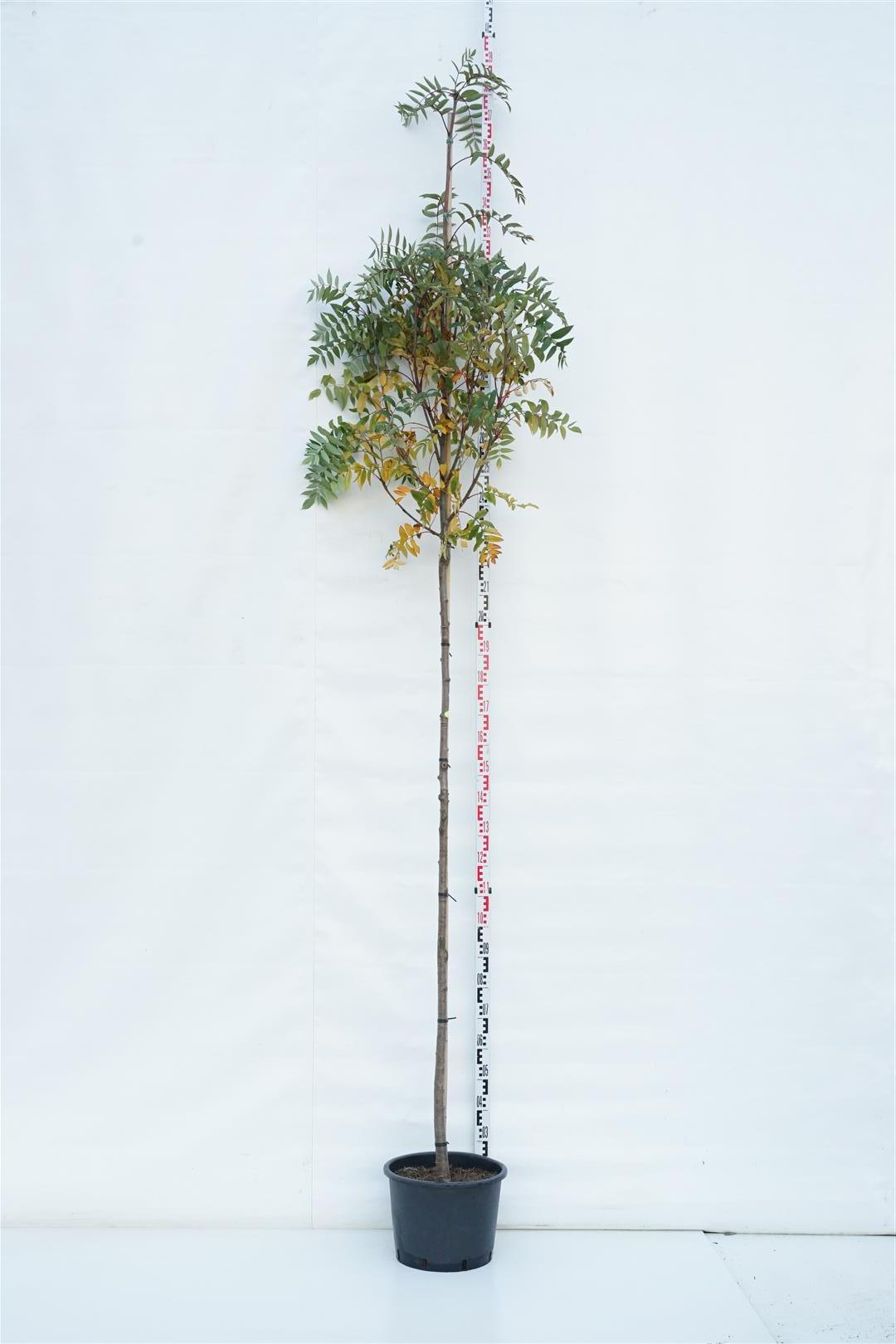 Rönn decora - 200CM ST 8-10CM C25