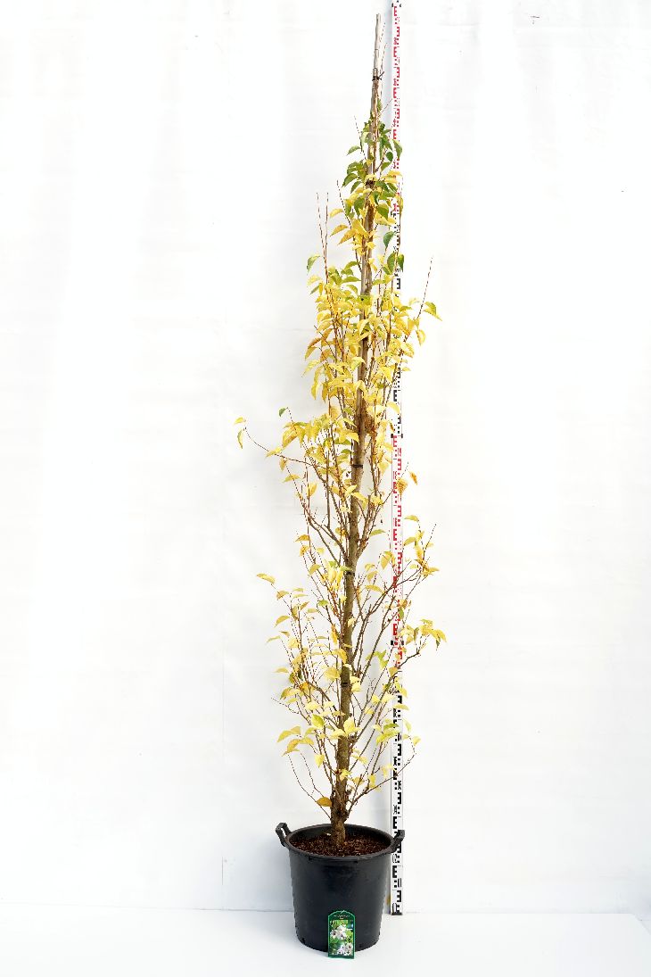 Styrax japonicus &