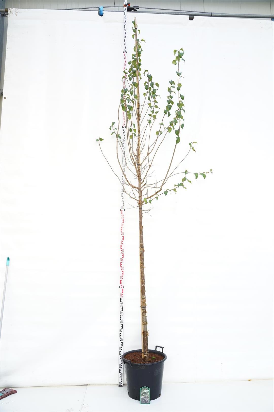 Syringa p. &
