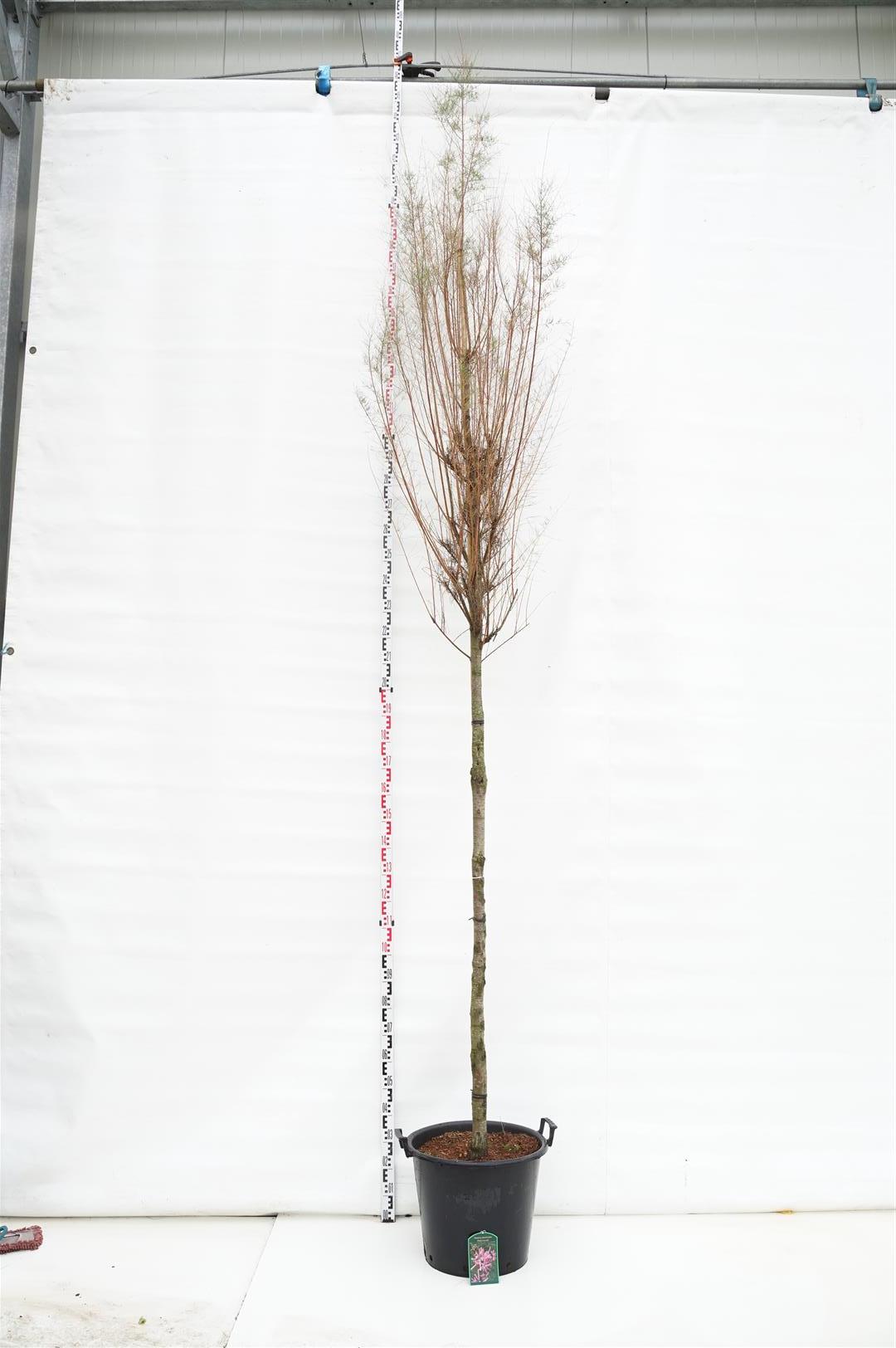 Tamarix r. &