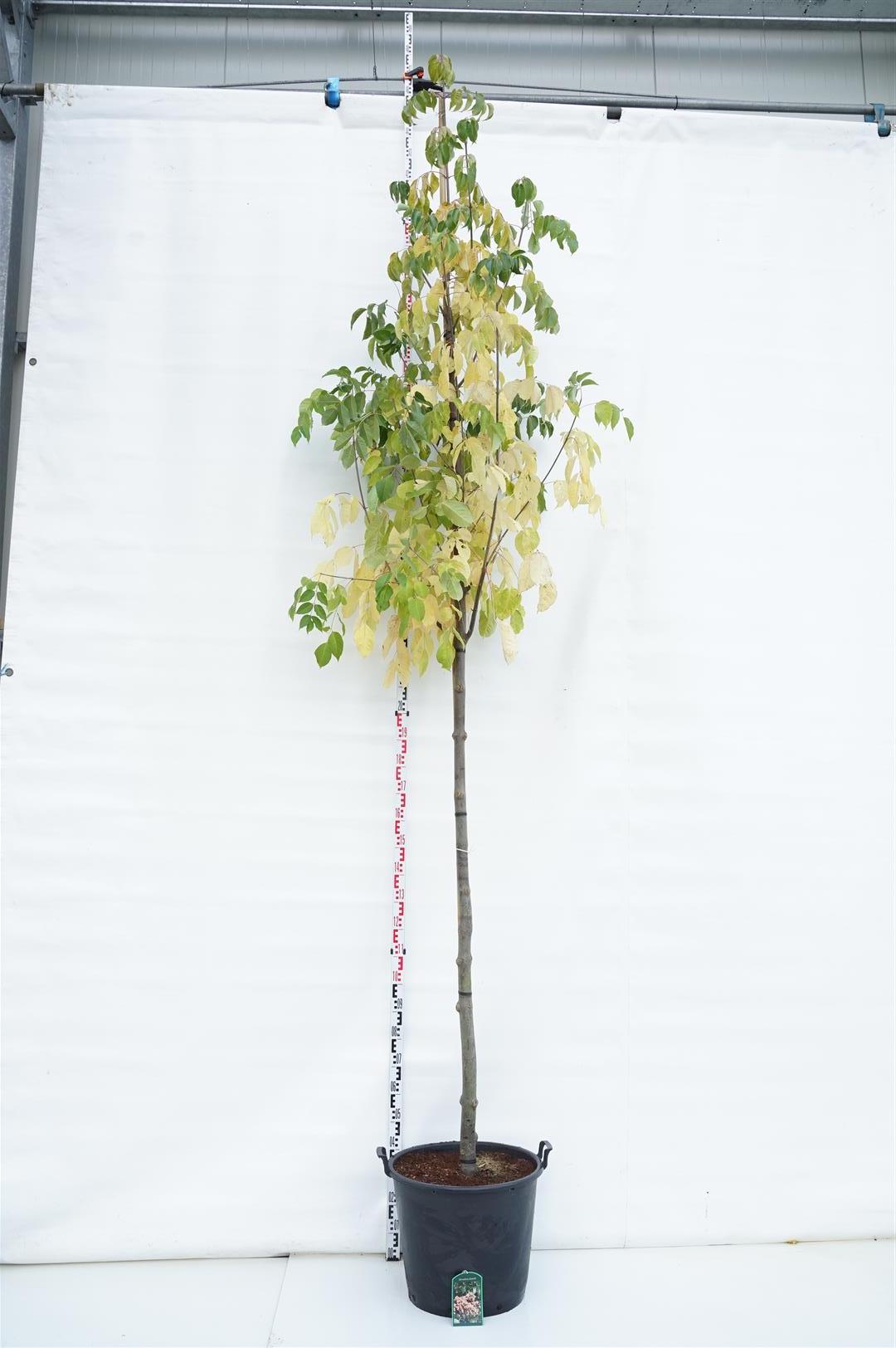 Bivärdsträd daniellii - 12-14 CM STAND C70