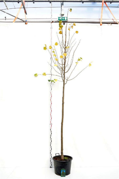 Tilia cordata &