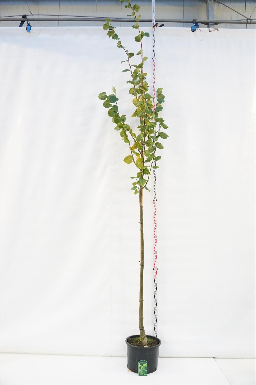 Lind europaea &